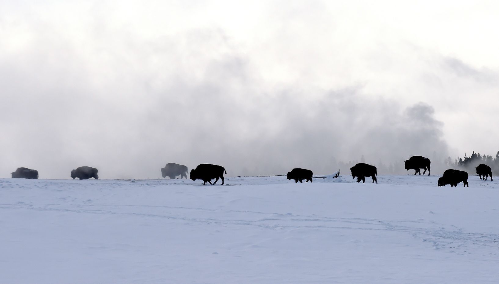 Bison conga line